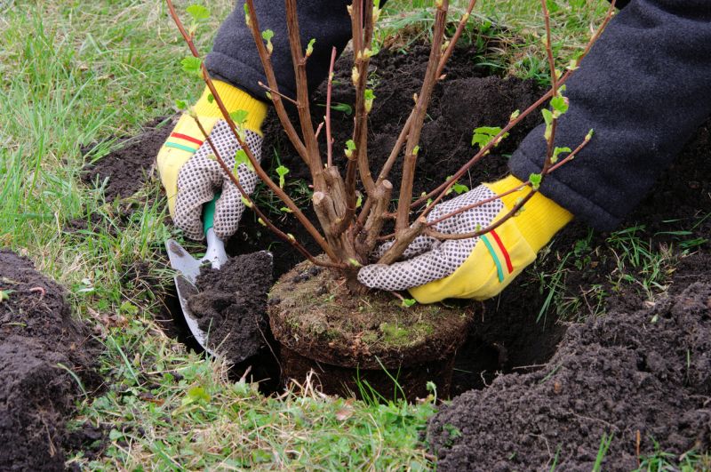 Planting Limb Cuttings