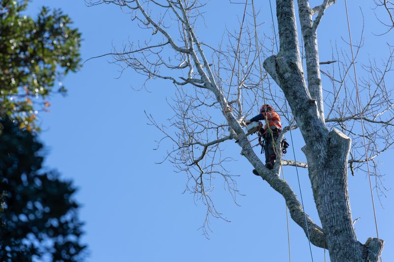 Pruning Overgrown Branches