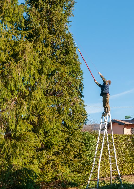 Elevated Tree Access