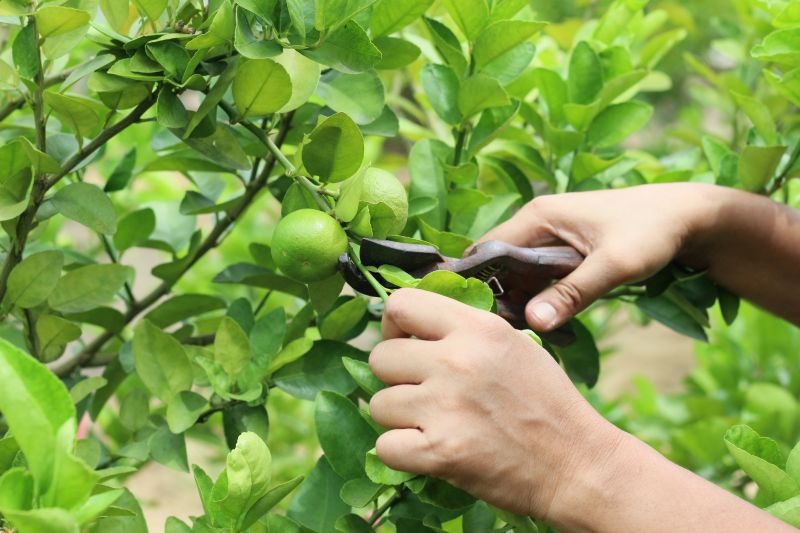 Routine Pruning
