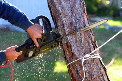 Municipal Tree Services